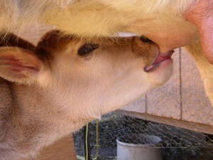 Calf-Drinking-Milk-From-Mother Calf-Drinking-Milk-From-Cow